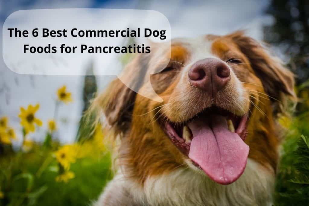 The 6 Best Commercial Dog Foods for Pancreatitis Mr Dog Food