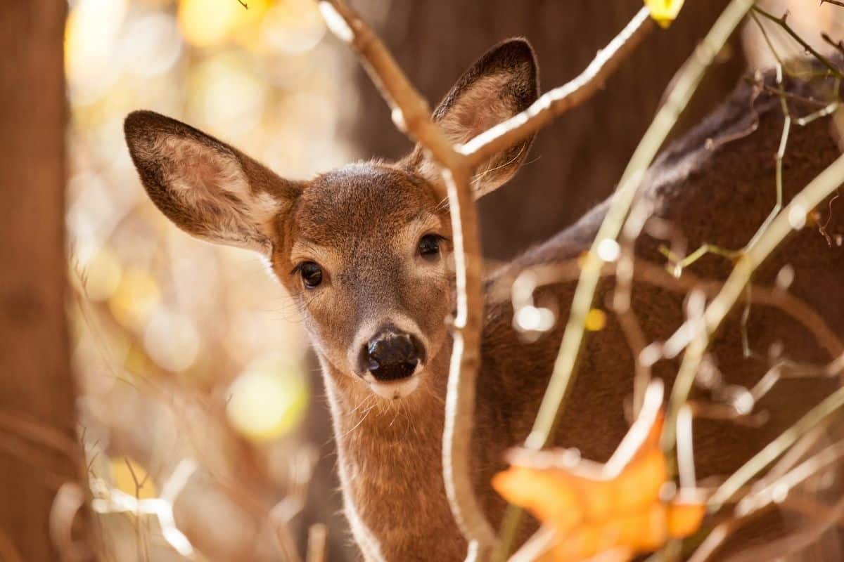 Can Deer Eat Dog Food? What You Need To Know - Mr Dog Food