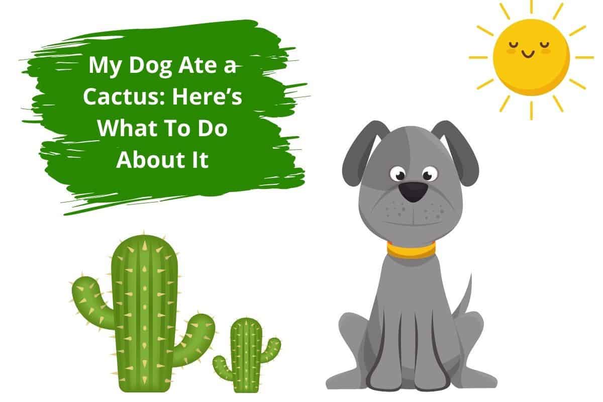 My Dog Ate a Cactus Here’s What To Do About It Mr Dog Food