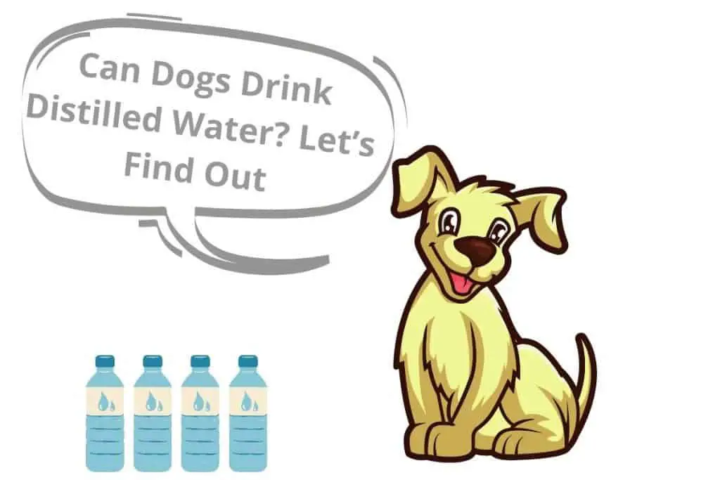 Can Dogs Drink Distilled Water? Let's Find Out