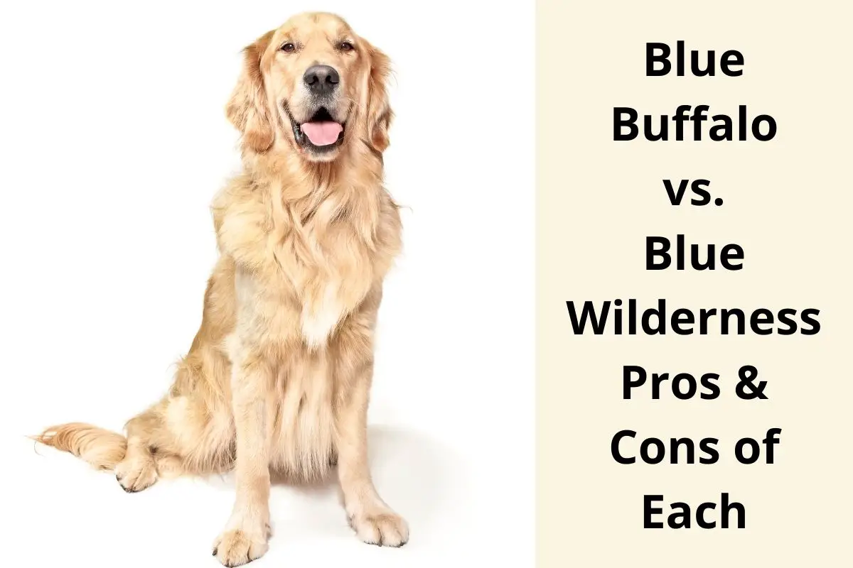 Blue Buffalo vs. Blue Wilderness Pros & Cons of Each Mr Dog Food