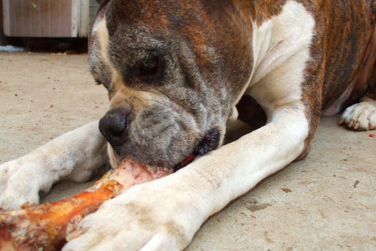 Can Dogs Eat Chicken Feet? (We Ask the Experts) – Mr Dog Food