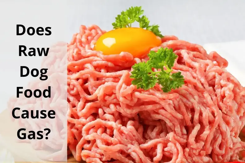 Does Changing Dog Food Cause Gas