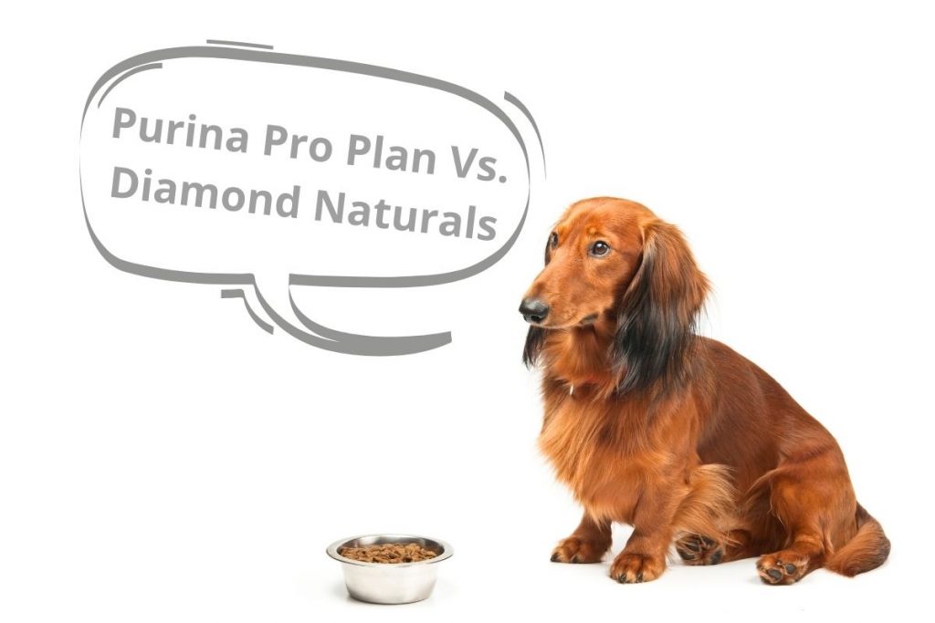 Purina Pro Plan vs. Eukanuba The Pros and Cons of Each Mr Dog Food