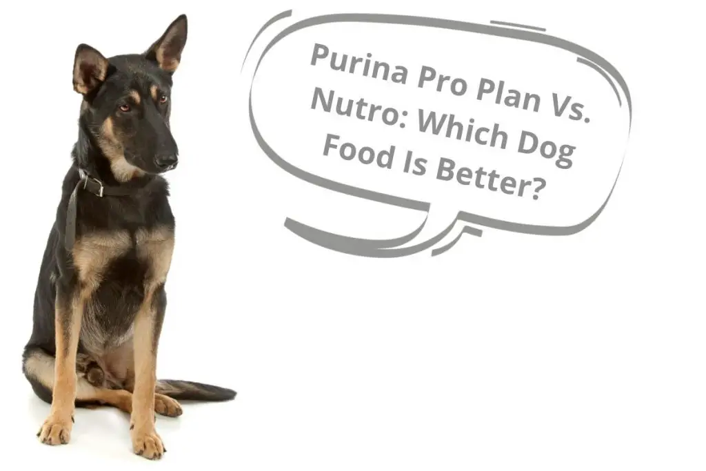 Kirkland Dog Food vs. Diamond Naturals Pros & Cons of Both Mr Dog Food