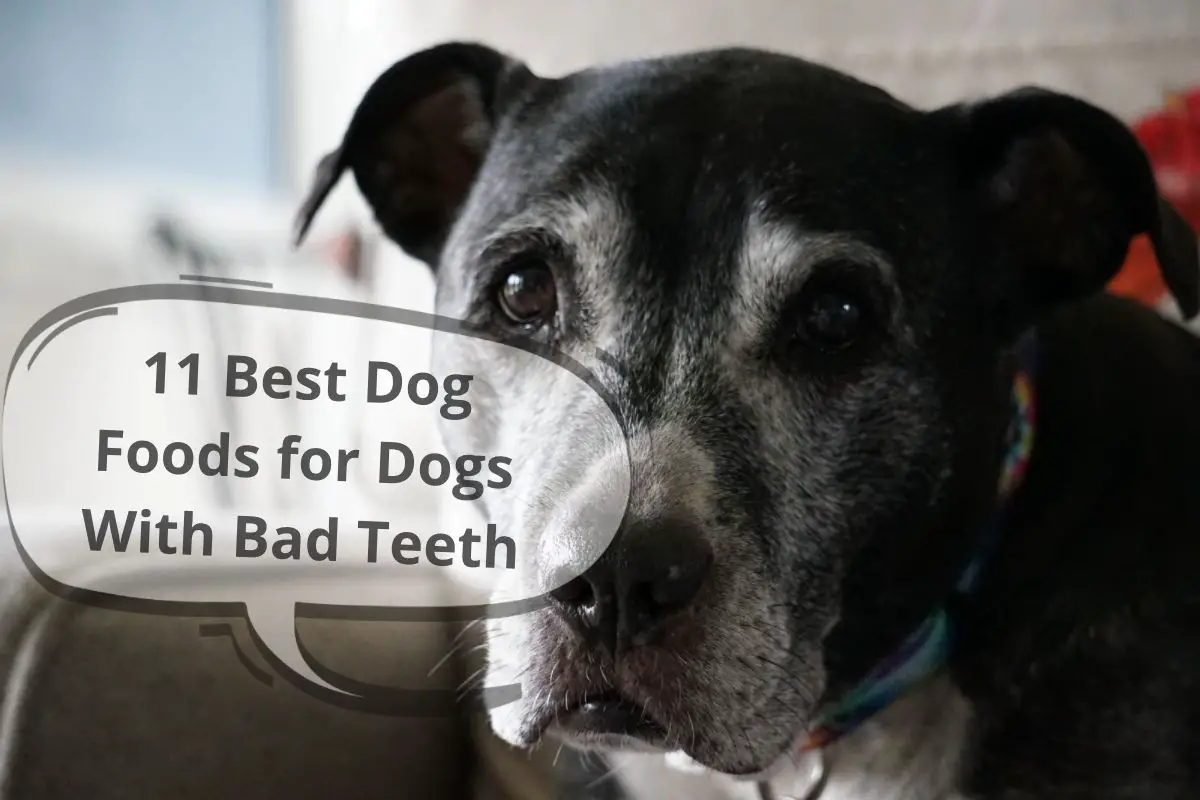 11 Best Dog Foods for Dogs With Bad Teeth
