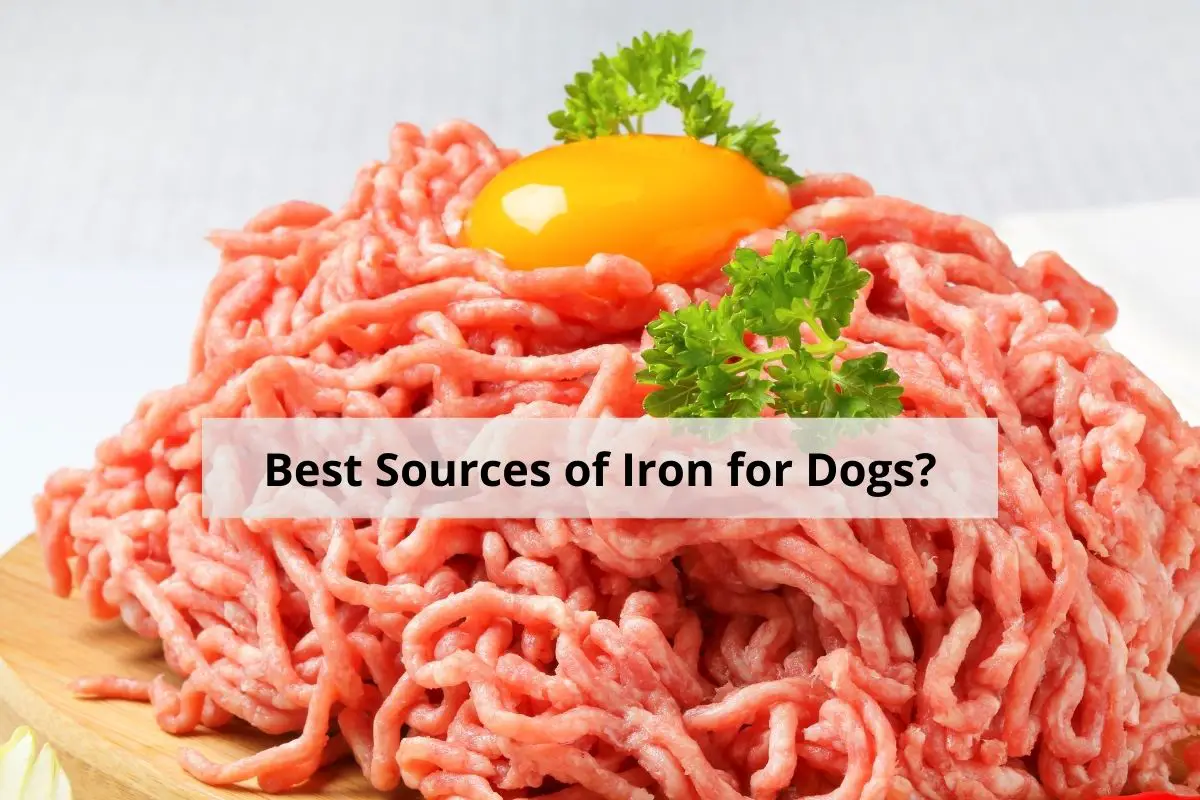sources of iron for dogs