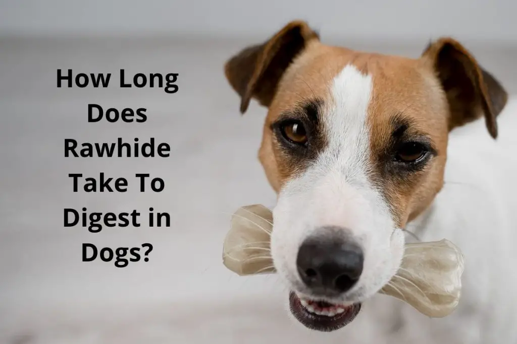 How Long Does Rawhide Take To Digest in Dogs