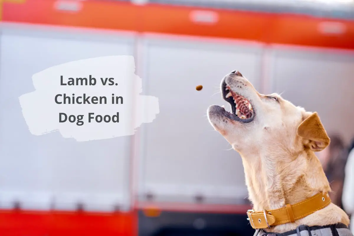 Lamb vs. Chicken in Dog Food
