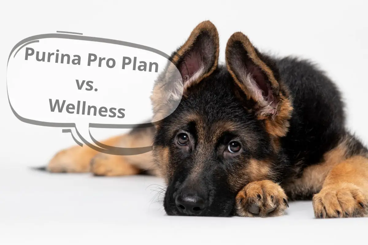 Purina Pro Plan vs Wellness