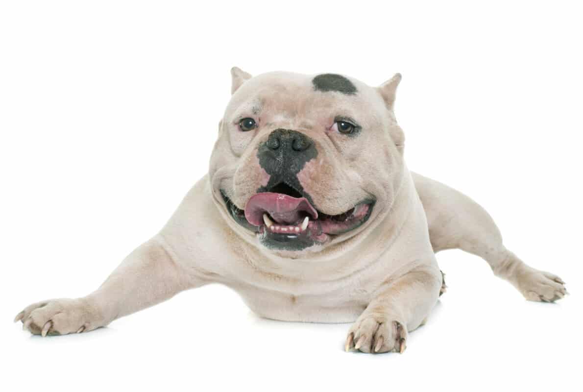 How Often Should I Bathe My American Bully