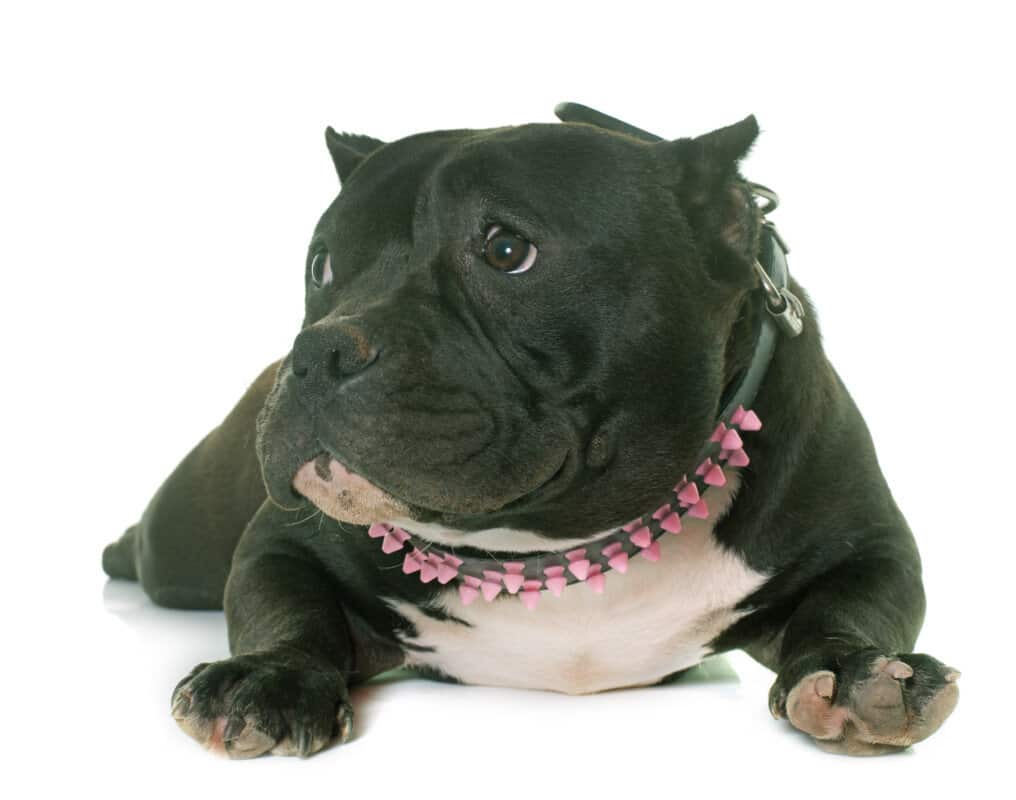 XL American Bully Price: How Much to Expect for Your New Pet - Mr Dog Food