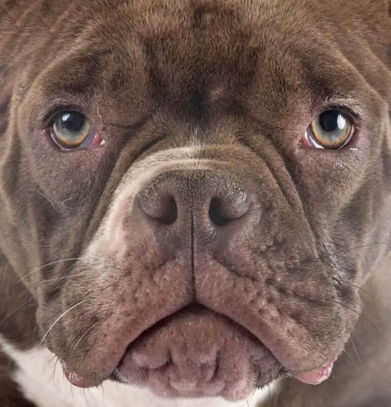 How to Treat American Bully Skin Problems Expert Tips and Advice Mr